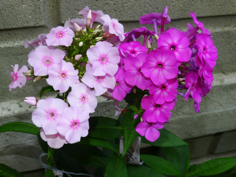  - Phlox