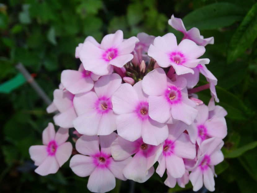  - Phlox