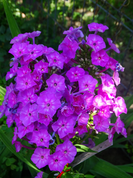  - Phlox