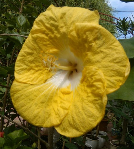  - Hibiscus Papa Giovanni Paolo