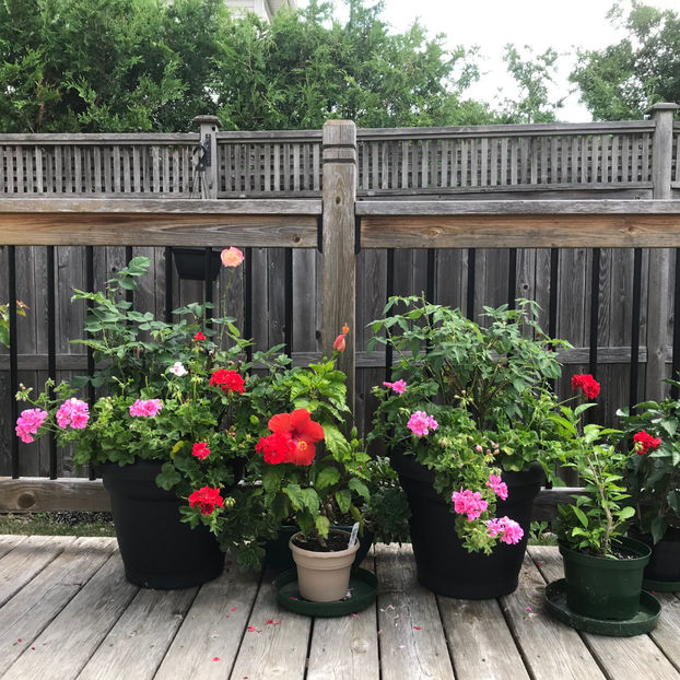  - Jurnalul gradinii 2019