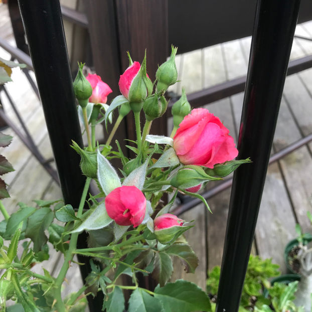  - Jurnalul gradinii 2019