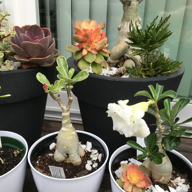  - Jurnalul gradinii 2019