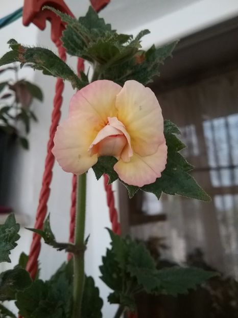  - LIMONCELLO pierdut