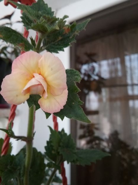  - LIMONCELLO pierdut