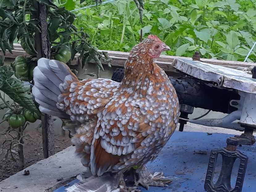  - Sectiunea 1A-Gaini mii de flori -oua si puisori!