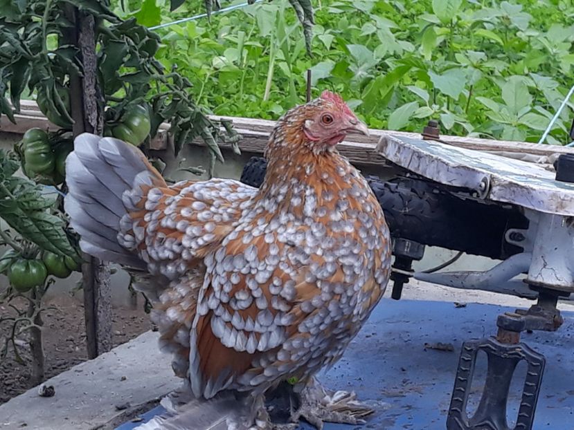  - Sectiunea 1A-Gaini mii de flori -oua si puisori!