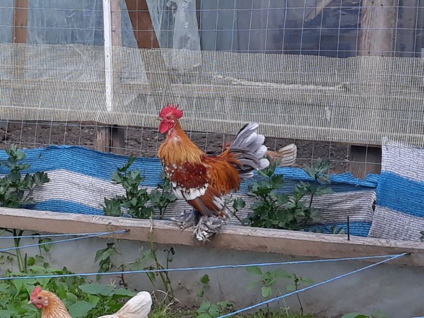  - Sectiunea 1A-Gaini mii de flori -oua si puisori!