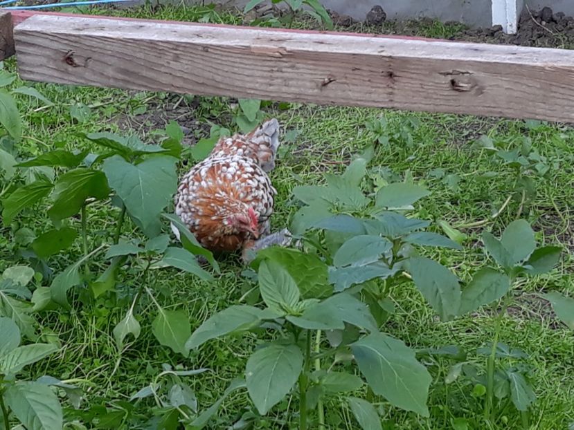 - Sectiunea 1A-Gaini mii de flori -oua si puisori!