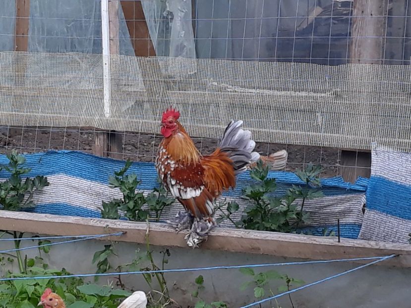  - Sectiunea 1A-Gaini mii de flori -oua si puisori!