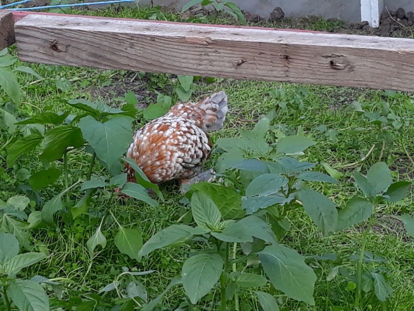 - Sectiunea 1A-Gaini mii de flori -oua si puisori!