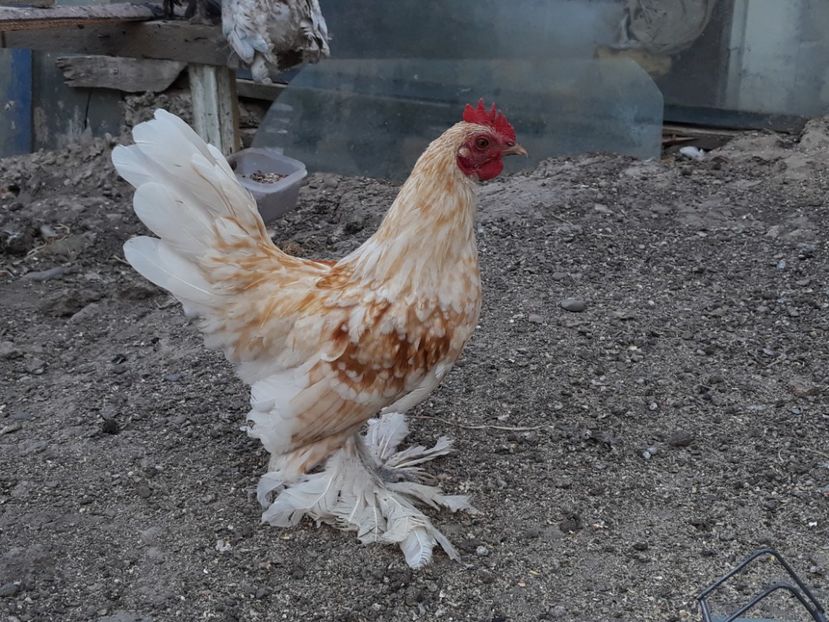  - Sectiunea 1A-Gaini mii de flori -oua si puisori!
