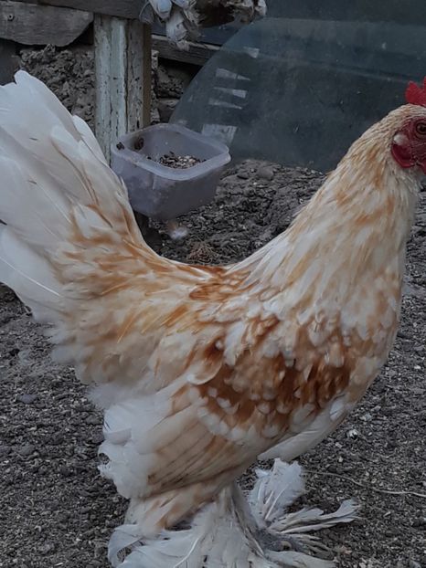  - Sectiunea 1A-Gaini mii de flori -oua si puisori!