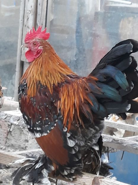  - Sectiunea 1A-Gaini mii de flori -oua si puisori!