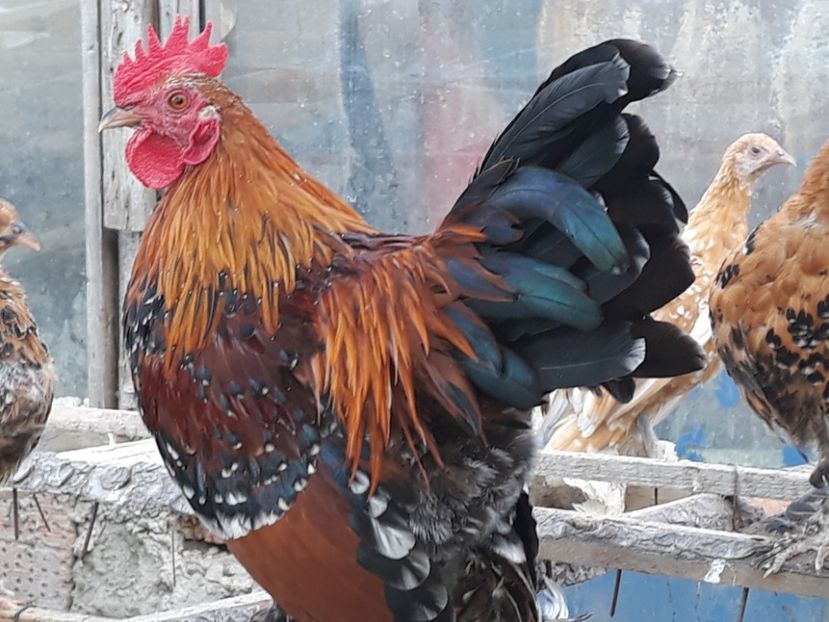  - Sectiunea 1A-Gaini mii de flori -oua si puisori!