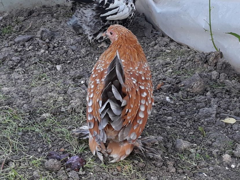  - Sectiunea 1A-Gaini mii de flori -oua si puisori!