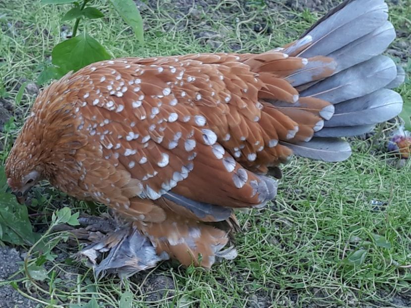  - Sectiunea 1A-Gaini mii de flori -oua si puisori!
