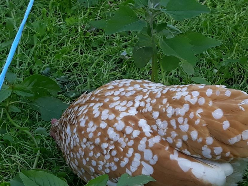  - Sectiunea 1A-Gaini mii de flori -oua si puisori!