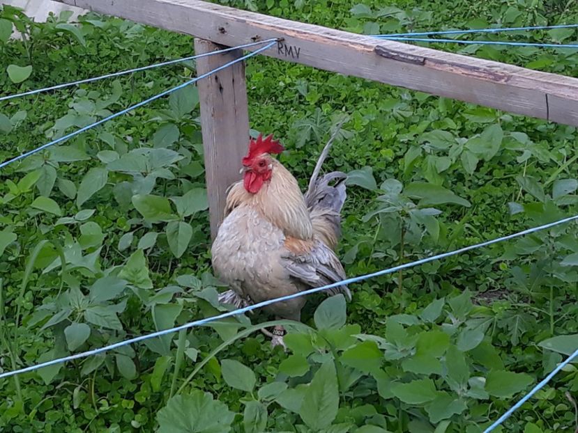  - Sectiunea 1A-Gaini mii de flori -oua si puisori!