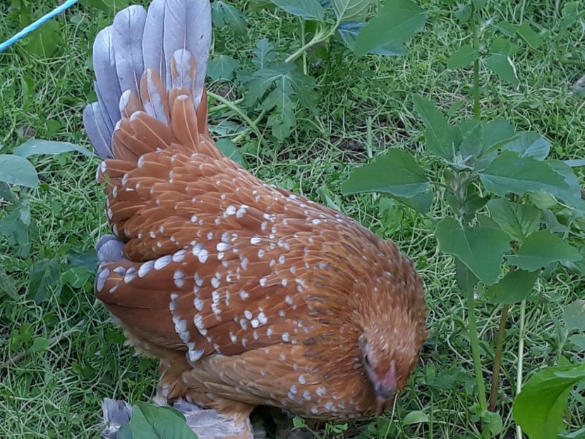  - Sectiunea 1A-Gaini mii de flori -oua si puisori!
