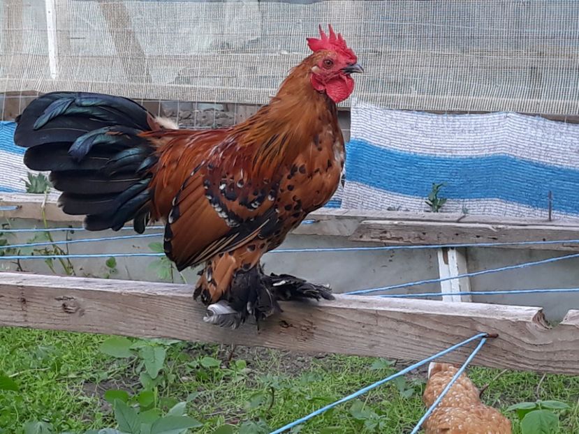  - Sectiunea 1A-Gaini mii de flori -oua si puisori!