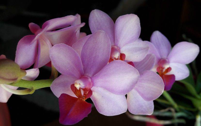 LIU'S BERRY - Orhideele mele