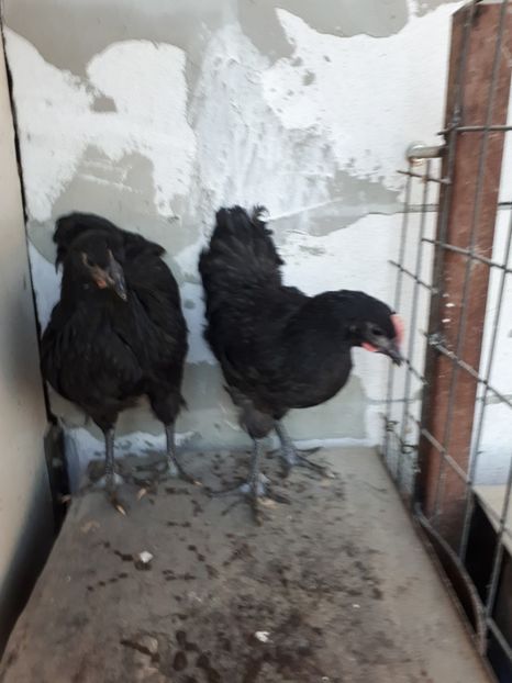  - Jersey Giant albastru si negru