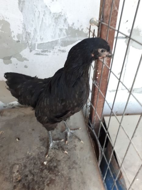 - Jersey Giant albastru si negru