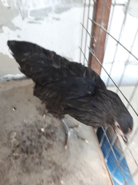  - Jersey Giant albastru si negru