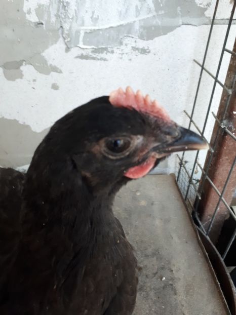  - Jersey Giant albastru si negru