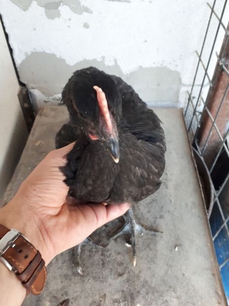  - Jersey Giant albastru si negru
