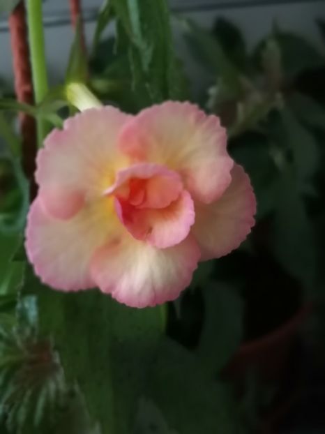  - Achimenes 2019