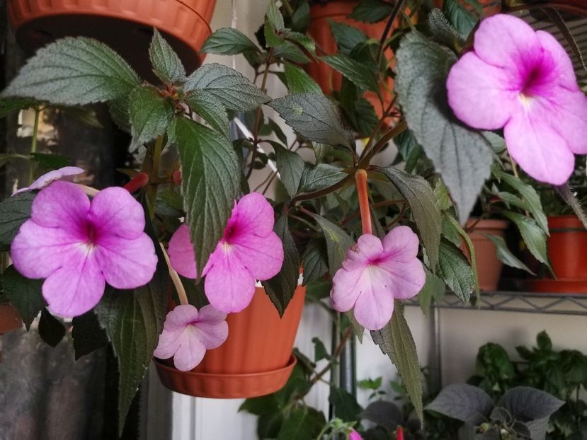  - Achimenes 2019