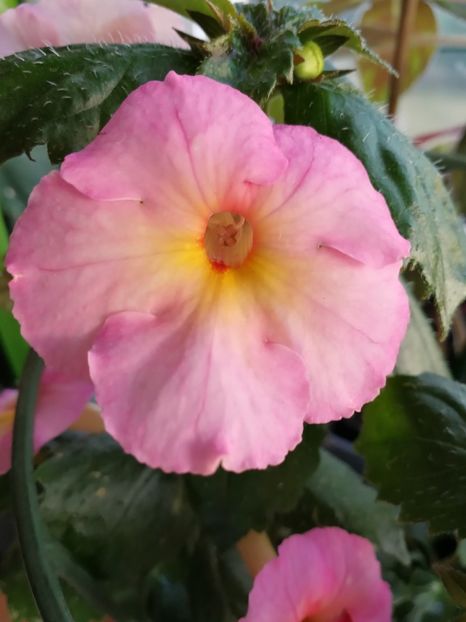  - Achimenes 2019