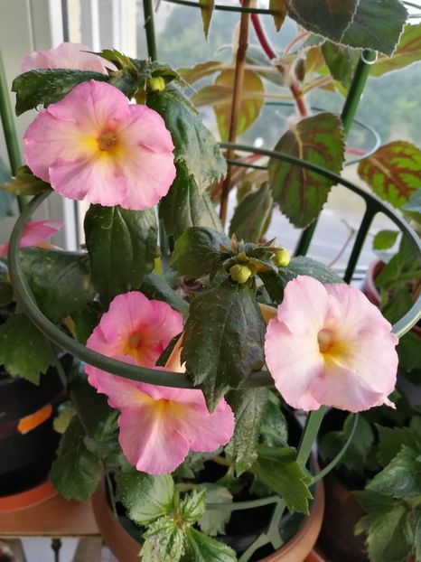  - Achimenes 2019