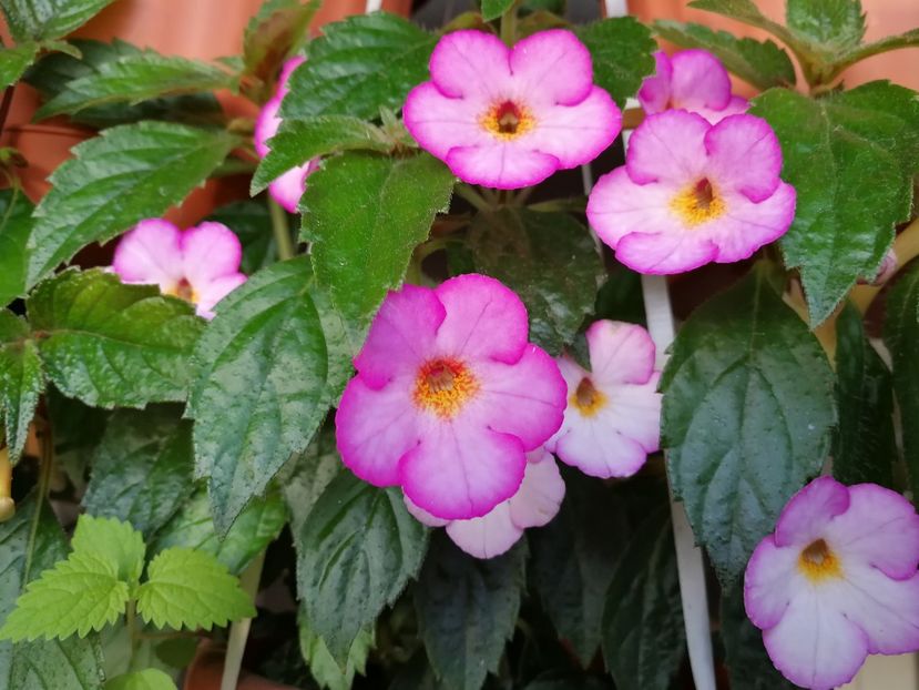  - Achimenes 2019