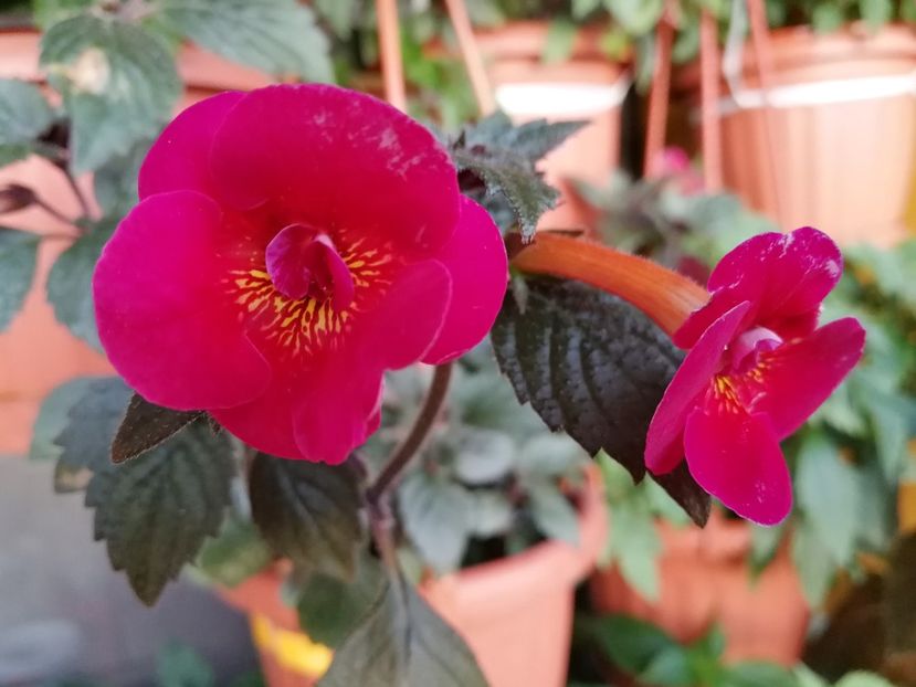  - Achimenes 2019