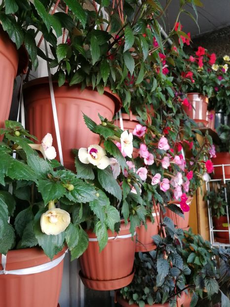  - Achimenes 2019