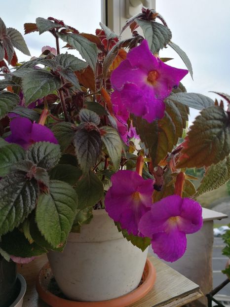  - Achimenes 2019