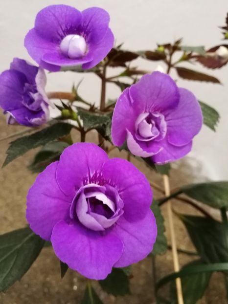  - Achimenes 2019