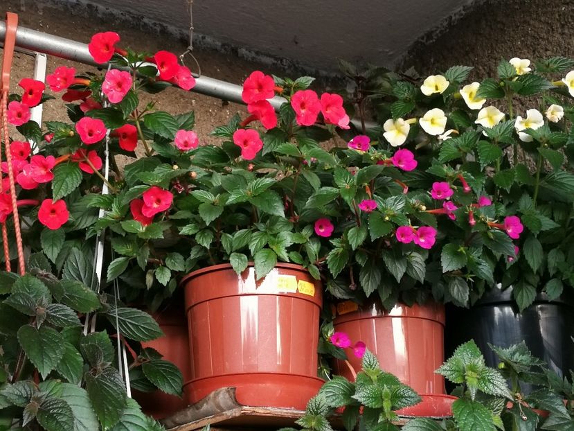  - Achimenes 2019