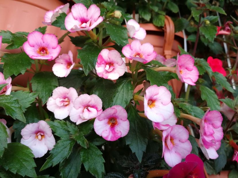  - Achimenes 2019