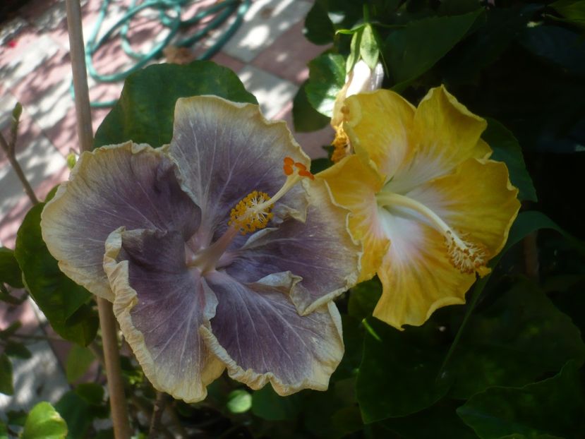 P1420233 - HIBISCUSI 2019-2