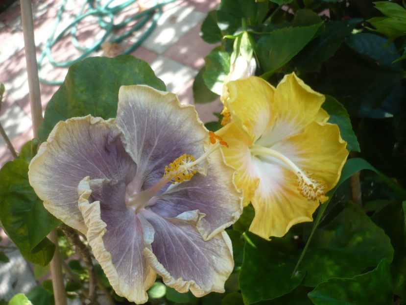 P1420234 - HIBISCUSI 2019-2