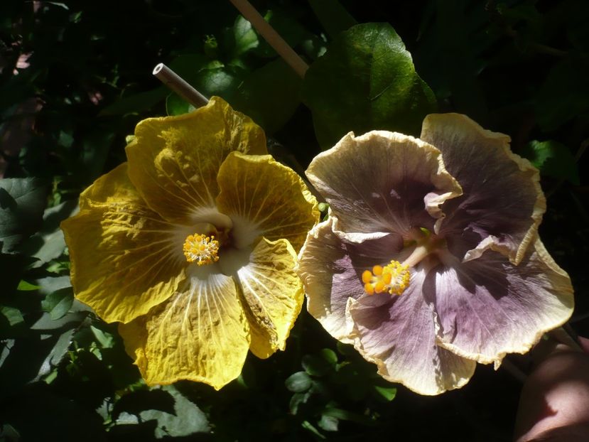 P1420235 - HIBISCUSI 2019-2