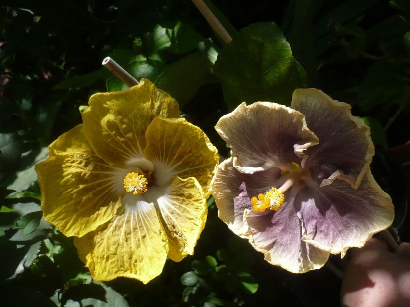 P1420236 - HIBISCUSI 2019-2
