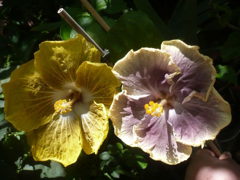 P1420237 - HIBISCUSI 2019-2