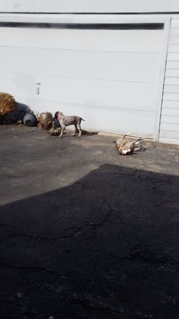 IMG-20190208-WA0009 - BELA Cainele meu de vanatoare