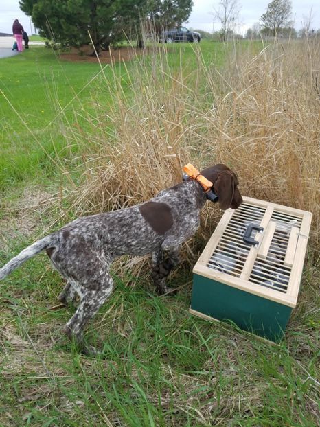  - BELA Cainele meu de vanatoare