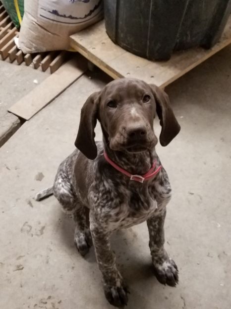  - BELA Cainele meu de vanatoare